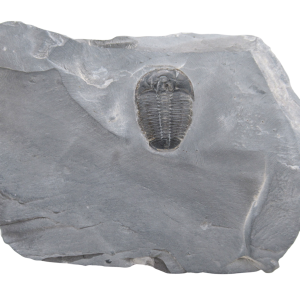 Utah Cambrian Age Elrathia Trilobite in Matrix 142 | Fossils for Sale