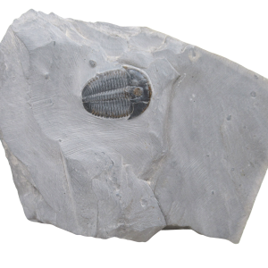 Utah Cambrian Age Elrathia Trilobite in Matrix 143 | Fossils for Sale