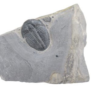 Utah Cambrian Age Elrathia Trilobite in Matrix 146 | Fossils for Sale
