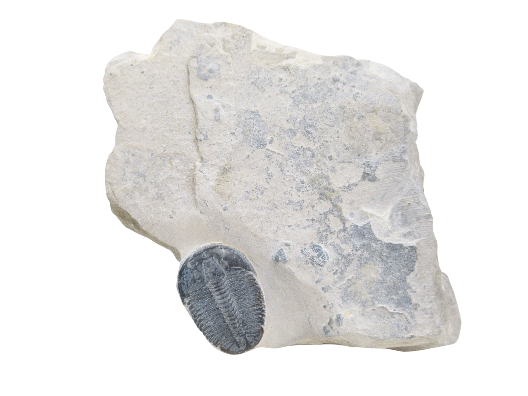 Elrathia kingii Trilobite – Utah #150 | Fossils for Sale