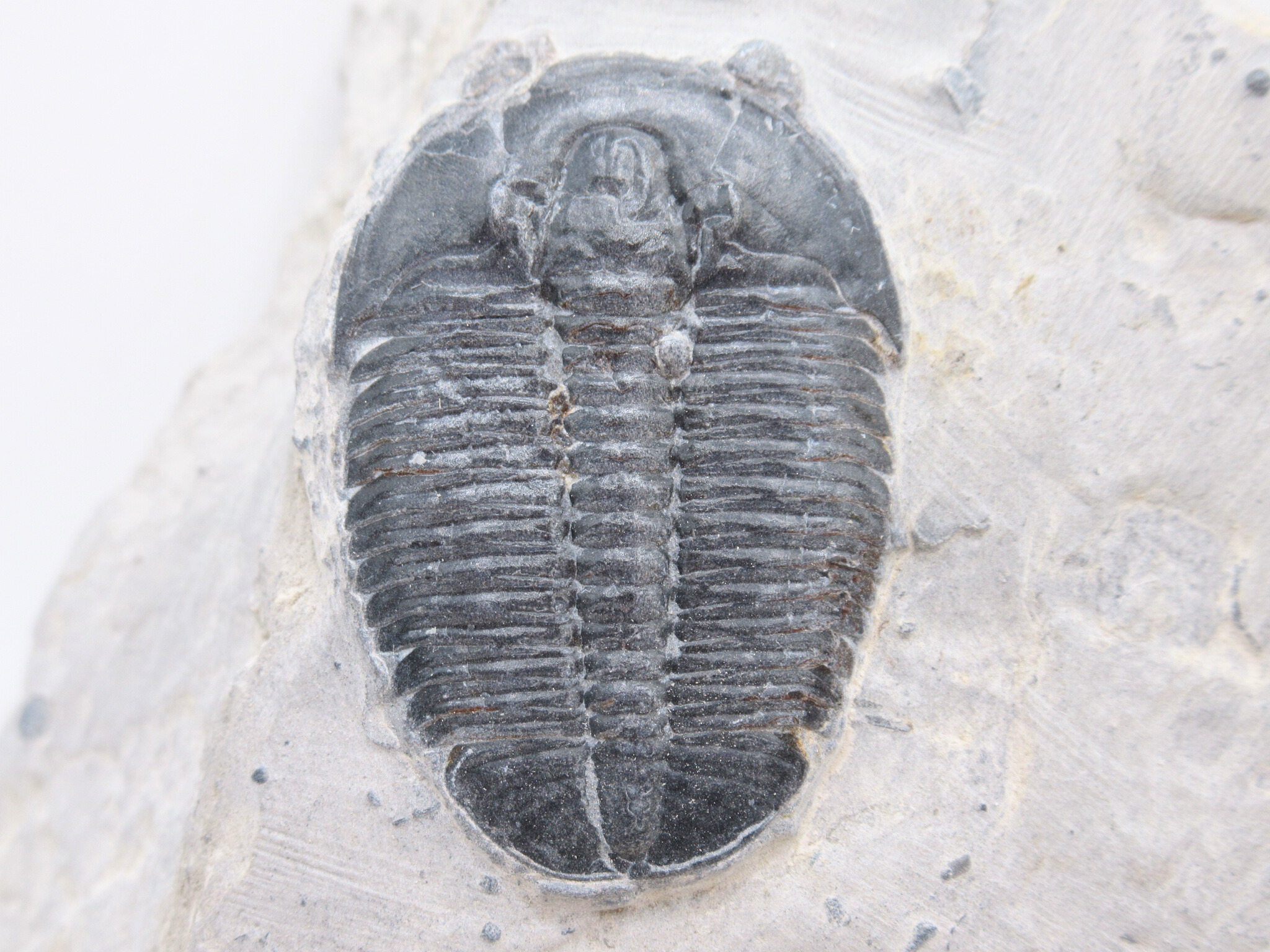 Utah Cambrian Age Elrathia Trilobite in Matrix 155 | Fossils for Sale Genuine Cambrian Age Elrathia Trilobite in Matrix Fossils for Sale from Utah #155