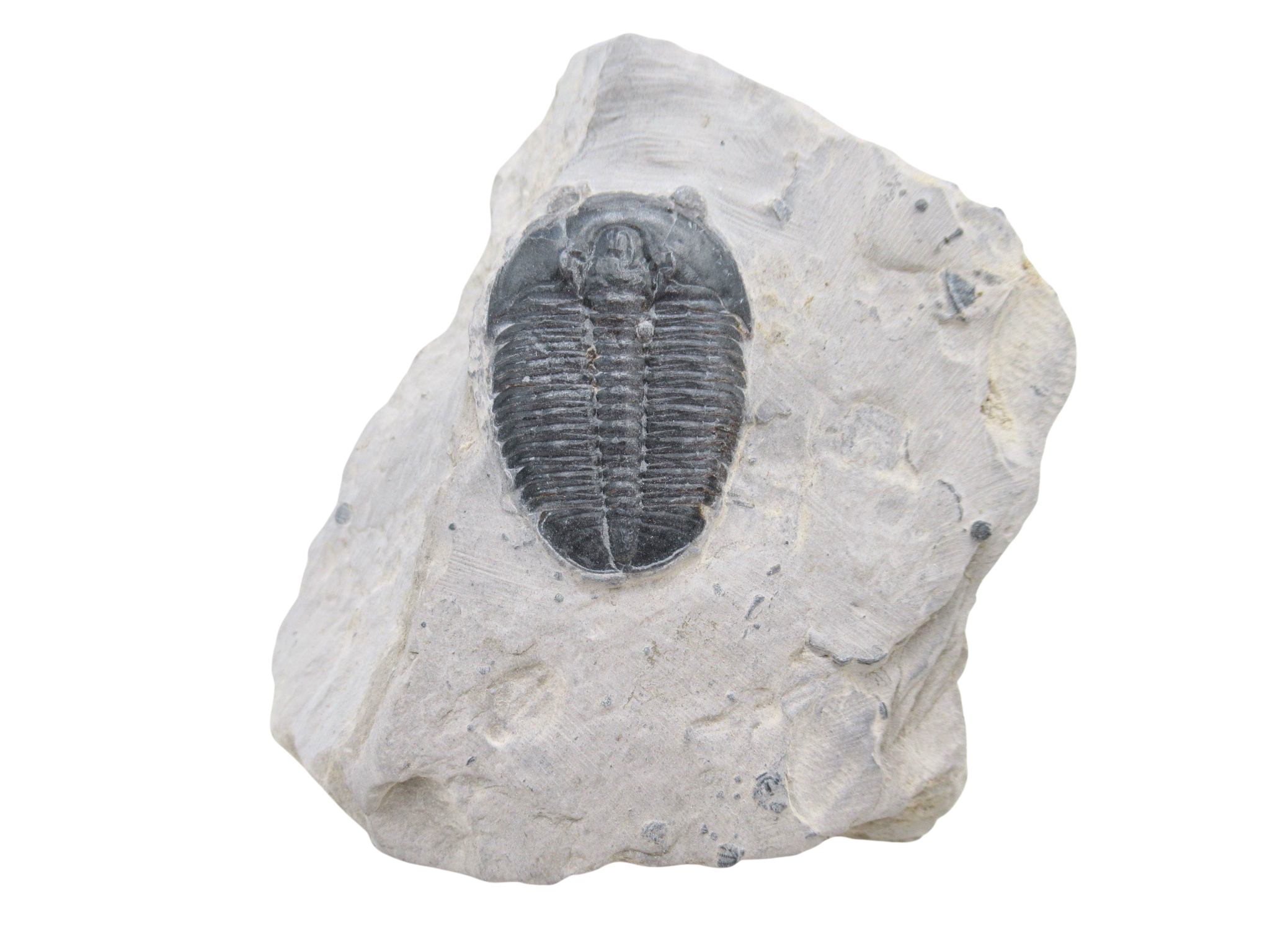 Utah Cambrian Age Elrathia Trilobite in Matrix 155 | Fossils for Sale Genuine Cambrian Age Elrathia Trilobite in Matrix Fossils for Sale from Utah #155