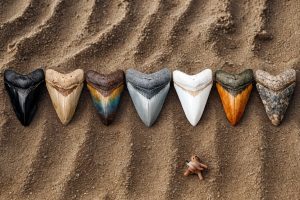 Megalodon Teeth for Sale