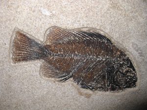 Wyoming-Eocene-Cockerellites-Liops-Fish | Fossils for Sale Wyoming-Eocene-Cockerellites-Liops-Fish