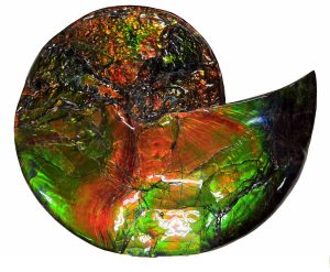 canadian-gem-ammolite-ammonite | Fossils for Sale canadian-gem-ammolite-ammonite