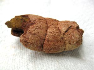 cretaceous-crocodile-fish-or-shark-coprolite | Fossils for Sale cretaceous-crocodile-fish-or-shark-coprolite