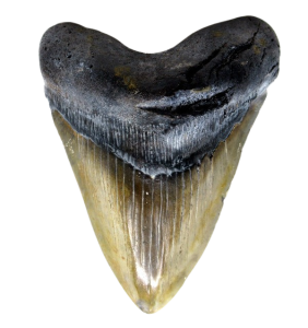 Megalodon Teeth for Sale
