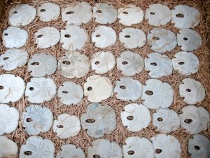 florida-encope-tamiamiensis-echinoid | Fossils for Sale