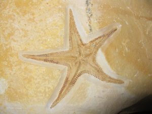 jurassic-solnhofen-riedaster-reicheli-starfish | Fossils for Sale
