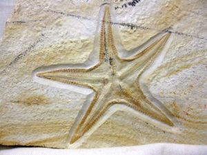 jurassic-solnhofen-riedaster-reicheli-starfish | Fossils for Sale jurassic-solnhofen-riedaster-reicheli-starfish