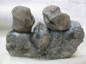 kentucky-ordovician-platystrophia-brachiopod