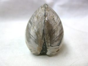 madagascar-small-jurassic-polished-clam