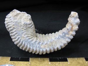 madagascar-zipper-oyster