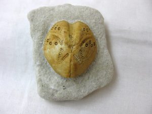 miocene-australia-lovenia-echinoid | Fossils for Sale