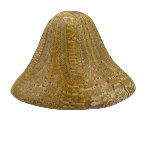 Miocene Age Clypeaster Echinoid from Morocco Fossil for Sale 11 | Fossils for Sale Genuine Miocene Age Clypeaster Echinoid Fossils for Sale from Morocco #11