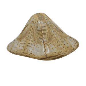 Miocene Age Clypeaster Echinoid from Morocco Fossil for Sale 12 | Fossils for Sale Genuine Miocene Age Clypeaster Echinoid Fossils for Sale from Morocco #12