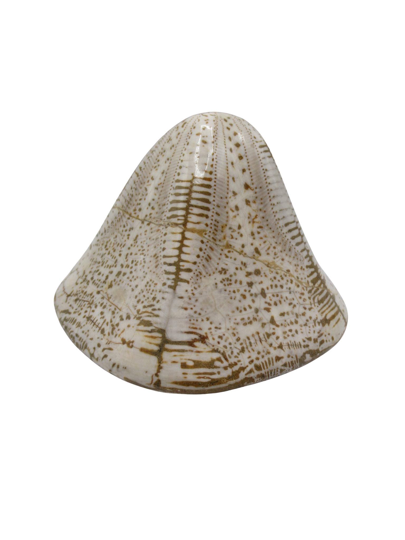 Miocene Age Clypeaster Echinoid from Morocco Fossil for Sale 13 | Fossils for Sale Genuine Miocene Age Clypeaster Echinoid Fossils for Sale from Morocco #13