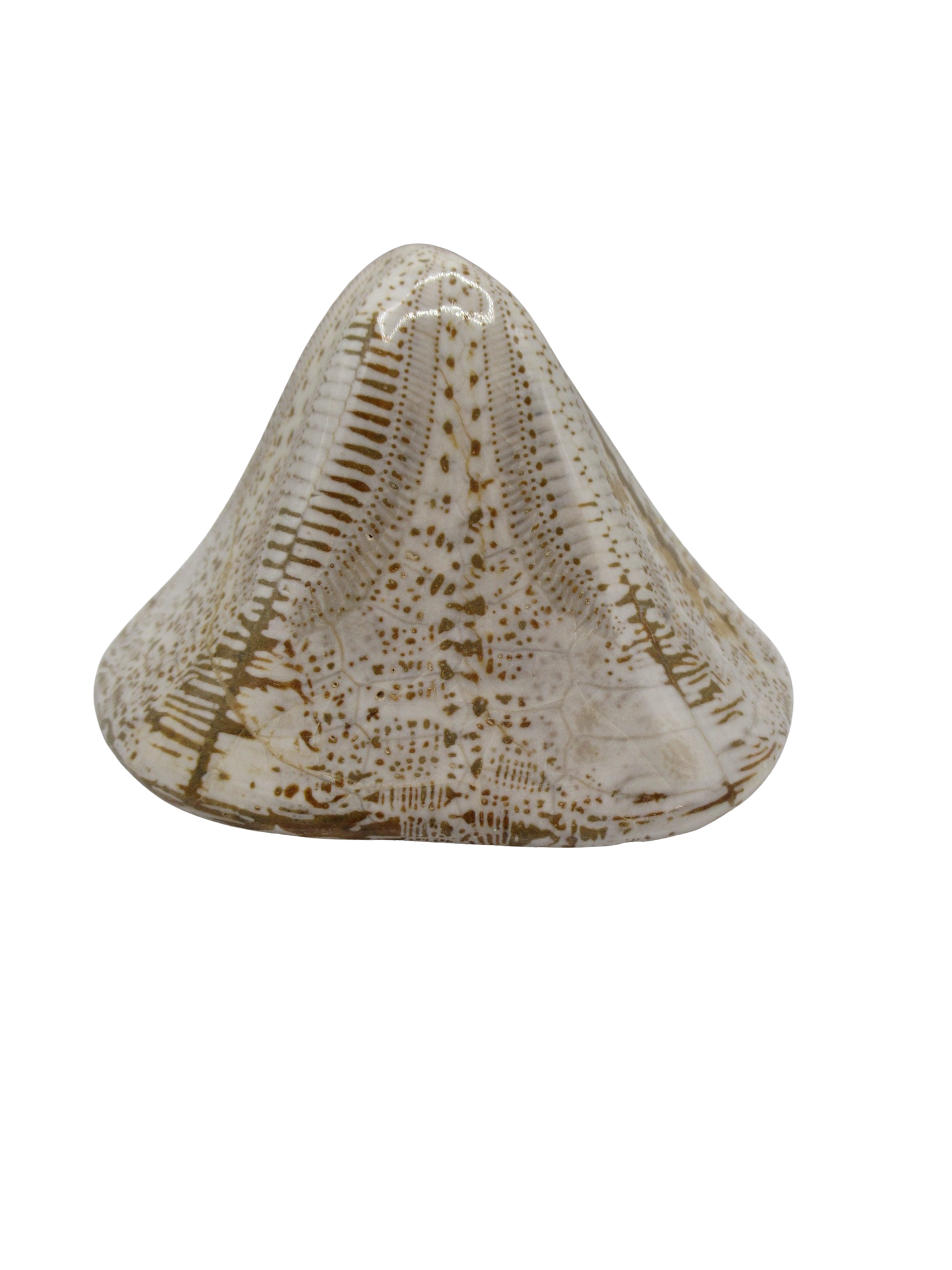 Miocene Age Clypeaster Echinoid from Morocco Fossil for Sale 13a | Fossils for Sale Genuine Miocene Age Clypeaster Echinoid Fossils for Sale from Morocco #13a