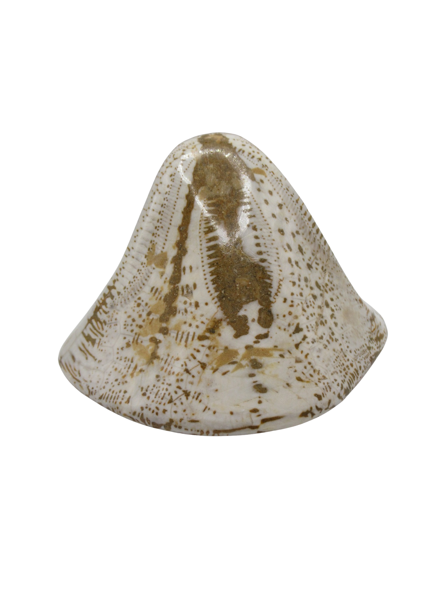 Miocene Age Clypeaster Echinoid from Morocco Fossil for Sale 13b | Fossils for Sale Genuine Miocene Age Clypeaster Echinoid Fossils for Sale from Morocco #13b