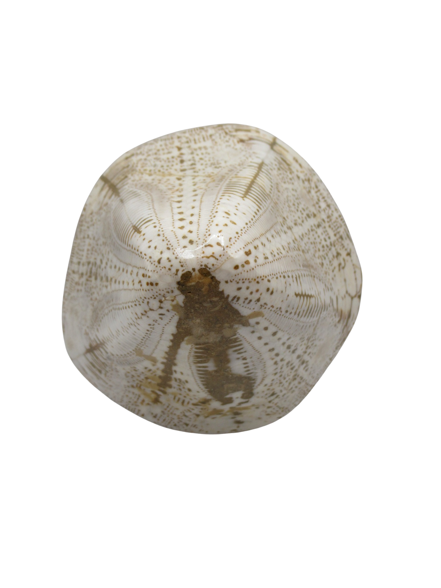 Miocene Age Clypeaster Echinoid from Morocco Fossil for Sale 13c | Fossils for Sale Genuine Miocene Age Clypeaster Echinoid Fossils for Sale from Morocco #13c