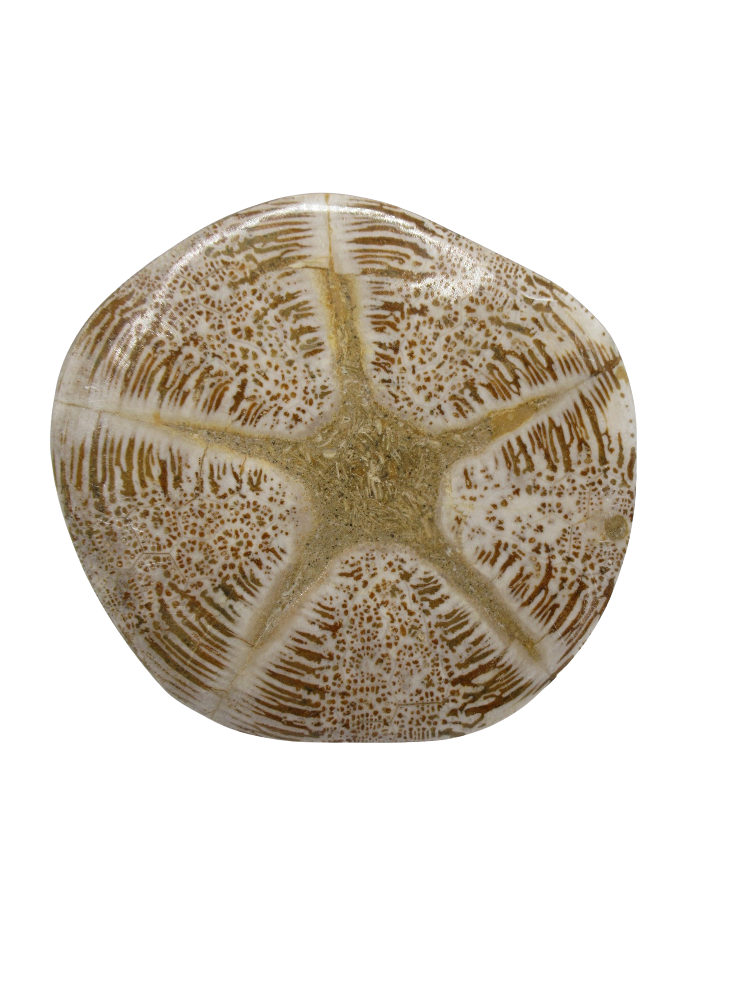 Miocene Age Clypeaster Echinoid from Morocco Fossil for Sale 13d | Fossils for Sale Genuine Miocene Age Clypeaster Echinoid Fossils for Sale from Morocco #13d