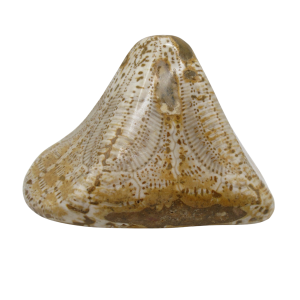 Miocene Age Clypeaster Echinoid from Morocco Fossil for Sale 14 | Fossils for Sale Genuine Miocene Age Clypeaster Echinoid Fossils for Sale from Morocco #14