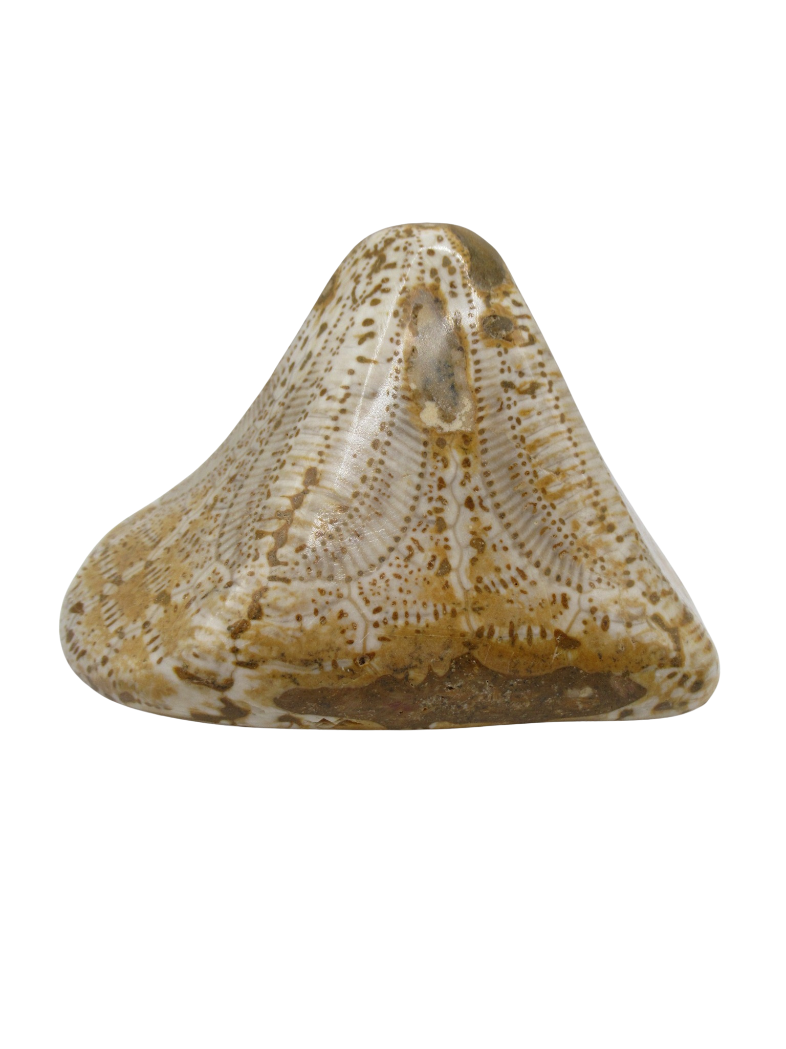 Miocene Age Clypeaster Echinoid from Morocco Fossil for Sale 14 | Fossils for Sale Genuine Miocene Age Clypeaster Echinoid Fossils for Sale from Morocco #14