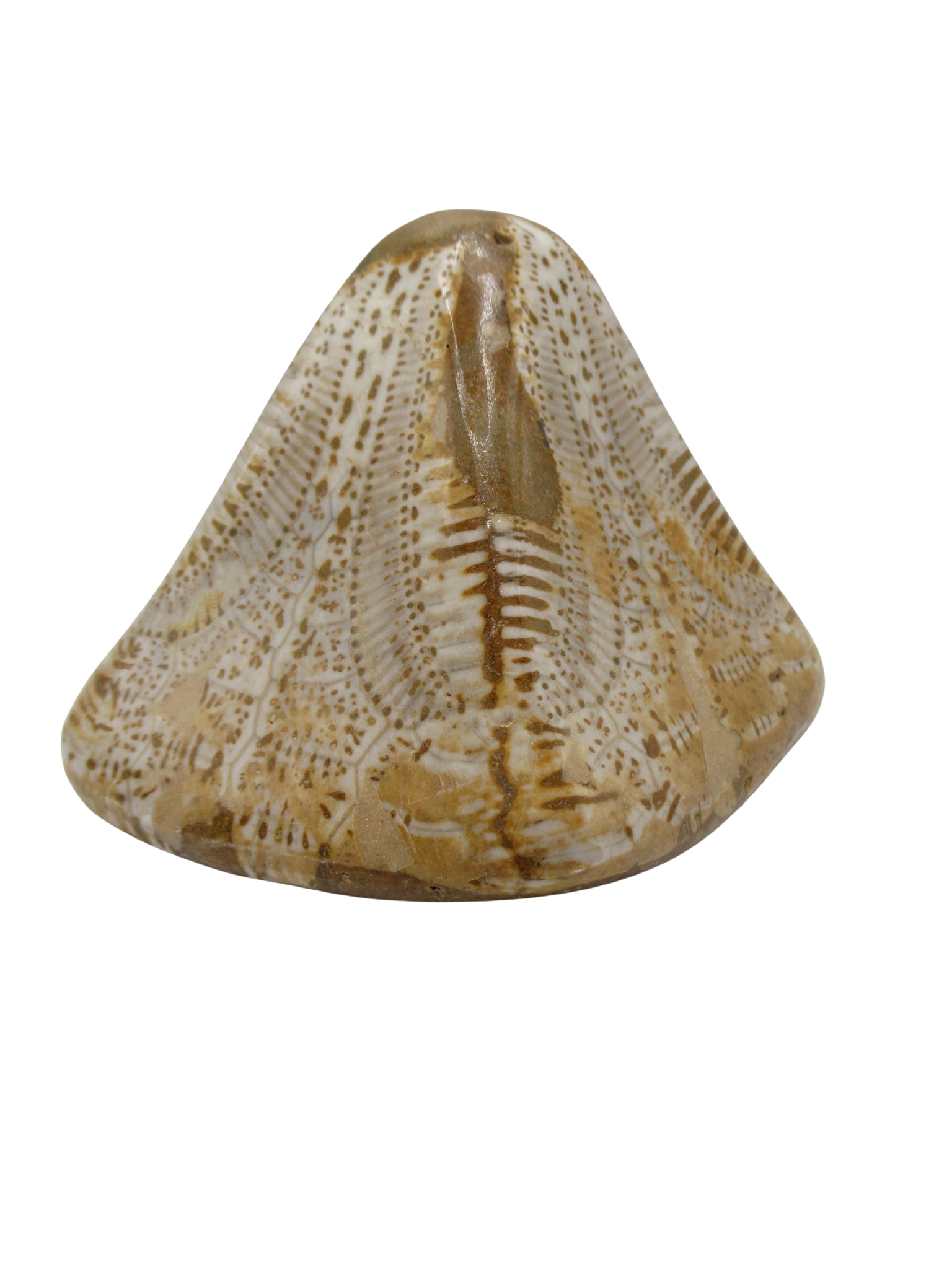 Miocene Age Clypeaster Echinoid from Morocco Fossil for Sale 14a | Fossils for Sale Genuine Miocene Age Clypeaster Echinoid Fossils for Sale from Morocco #14a