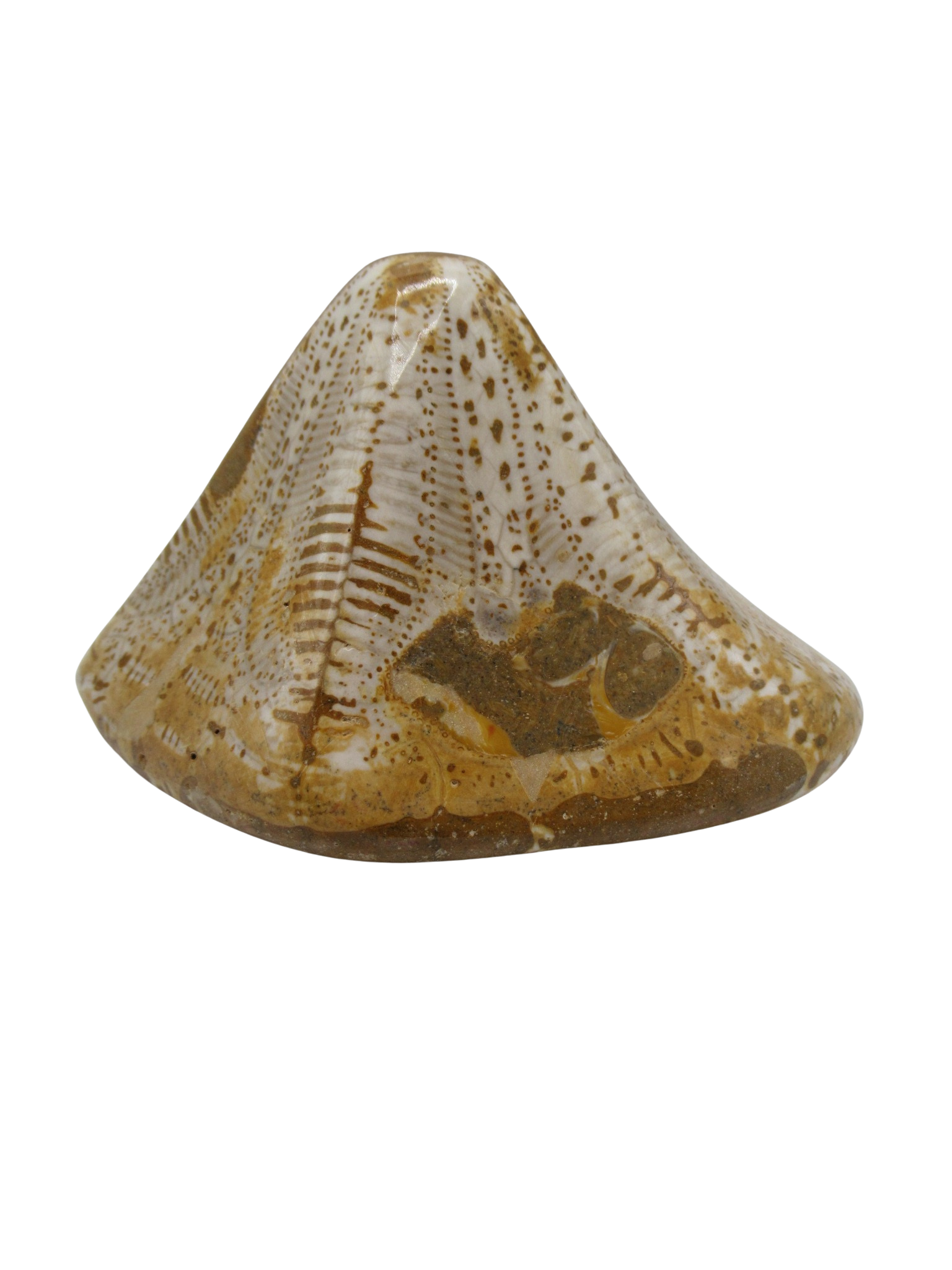 Miocene Age Clypeaster Echinoid from Morocco Fossil for Sale 14b | Fossils for Sale Genuine Miocene Age Clypeaster Echinoid Fossils for Sale from Morocco #14b