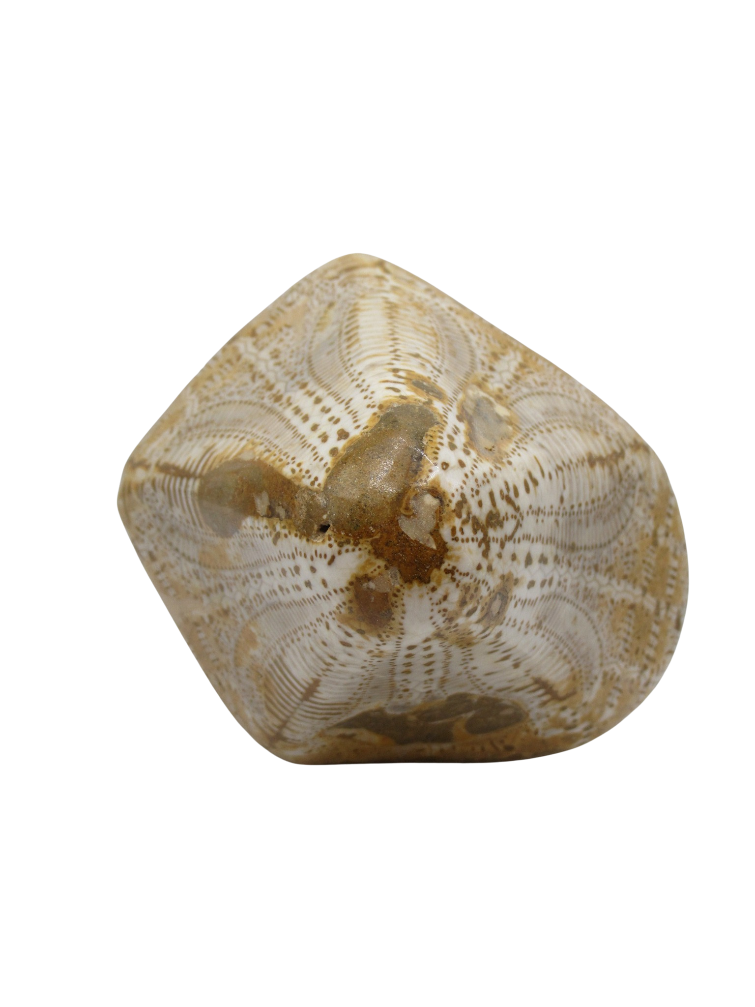 Miocene Age Clypeaster Echinoid from Morocco Fossil for Sale 14c | Fossils for Sale Genuine Miocene Age Clypeaster Echinoid Fossils for Sale from Morocco #14c