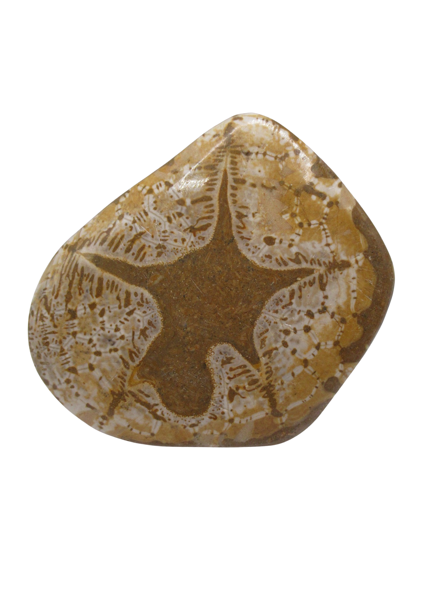 Miocene Age Clypeaster Echinoid from Morocco Fossil for Sale 14d | Fossils for Sale Genuine Miocene Age Clypeaster Echinoid Fossils for Sale from Morocco #14d