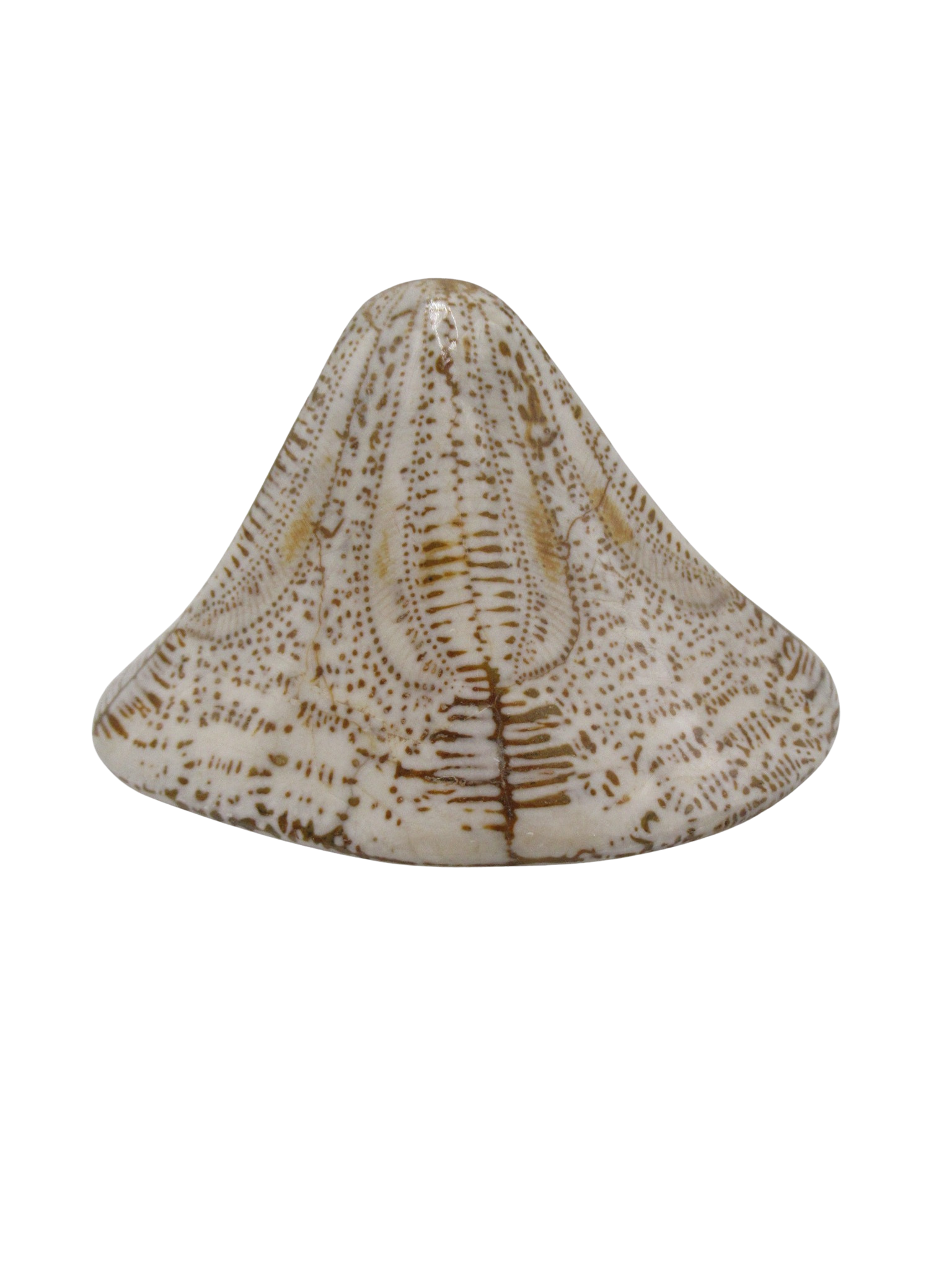 Miocene Age Clypeaster Echinoid from Morocco Fossil for Sale 15 | Fossils for Sale Genuine Miocene Age Clypeaster Echinoid Fossils for Sale from Morocco #15