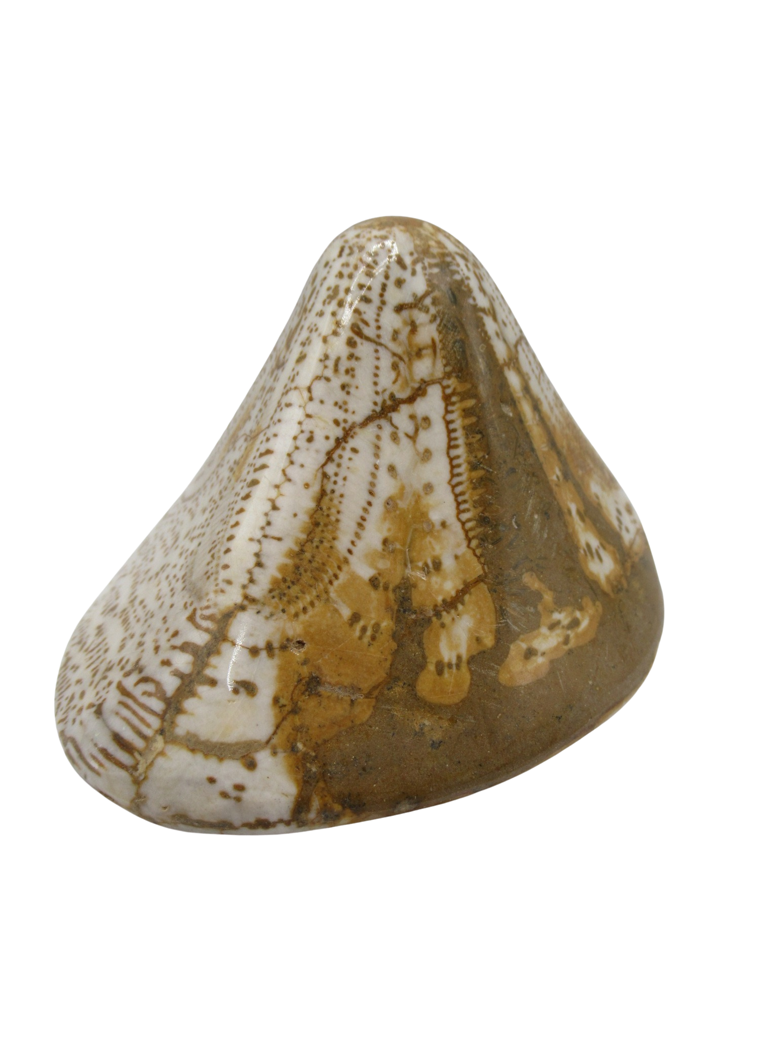 Miocene Age Clypeaster Echinoid from Morocco Fossil for Sale 15a | Fossils for Sale Genuine Miocene Age Clypeaster Echinoid Fossils for Sale from Morocco #15a