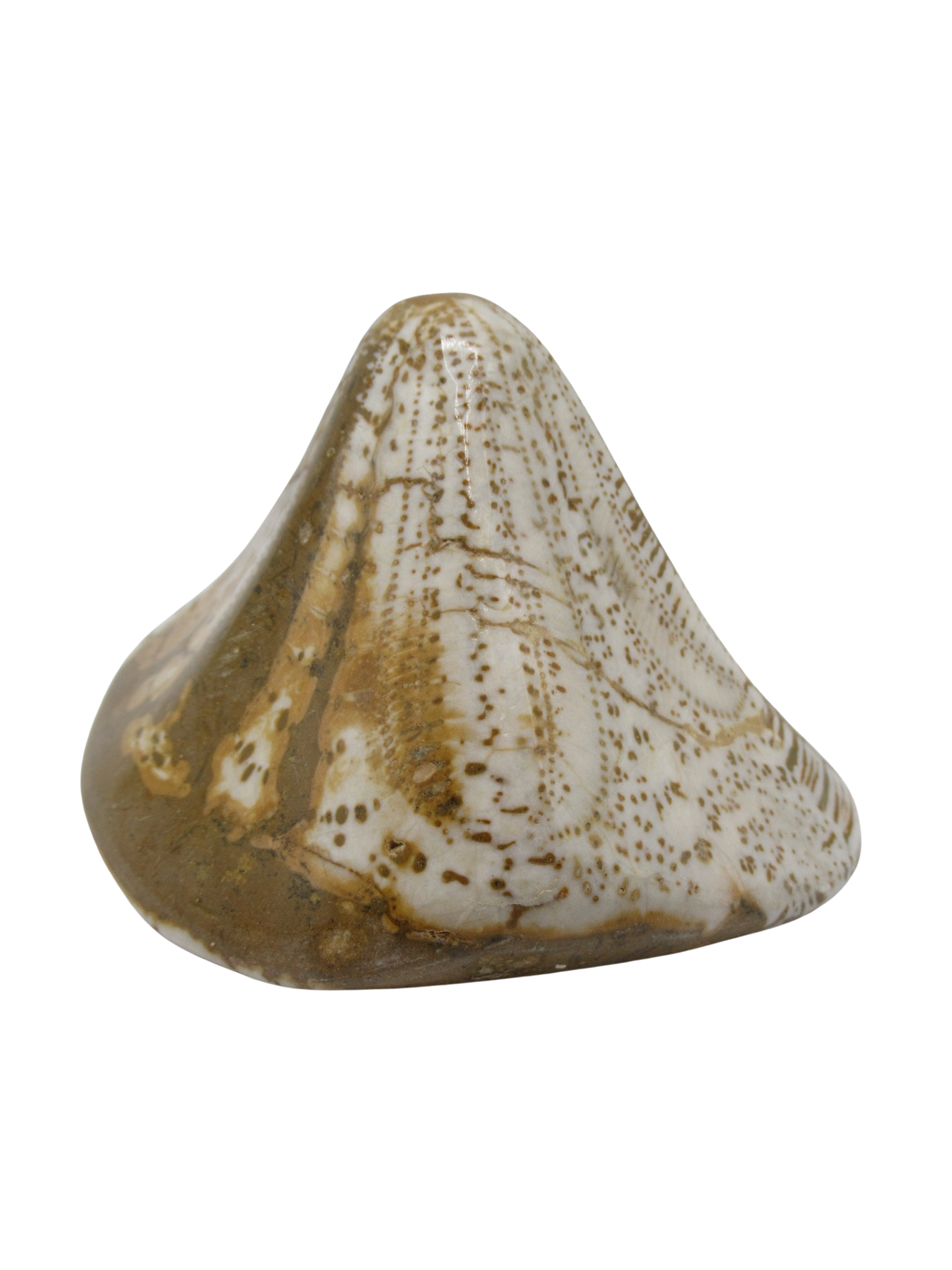 Miocene Age Clypeaster Echinoid from Morocco Fossil for Sale 15b | Fossils for Sale Genuine Miocene Age Clypeaster Echinoid Fossils for Sale from Morocco #15b