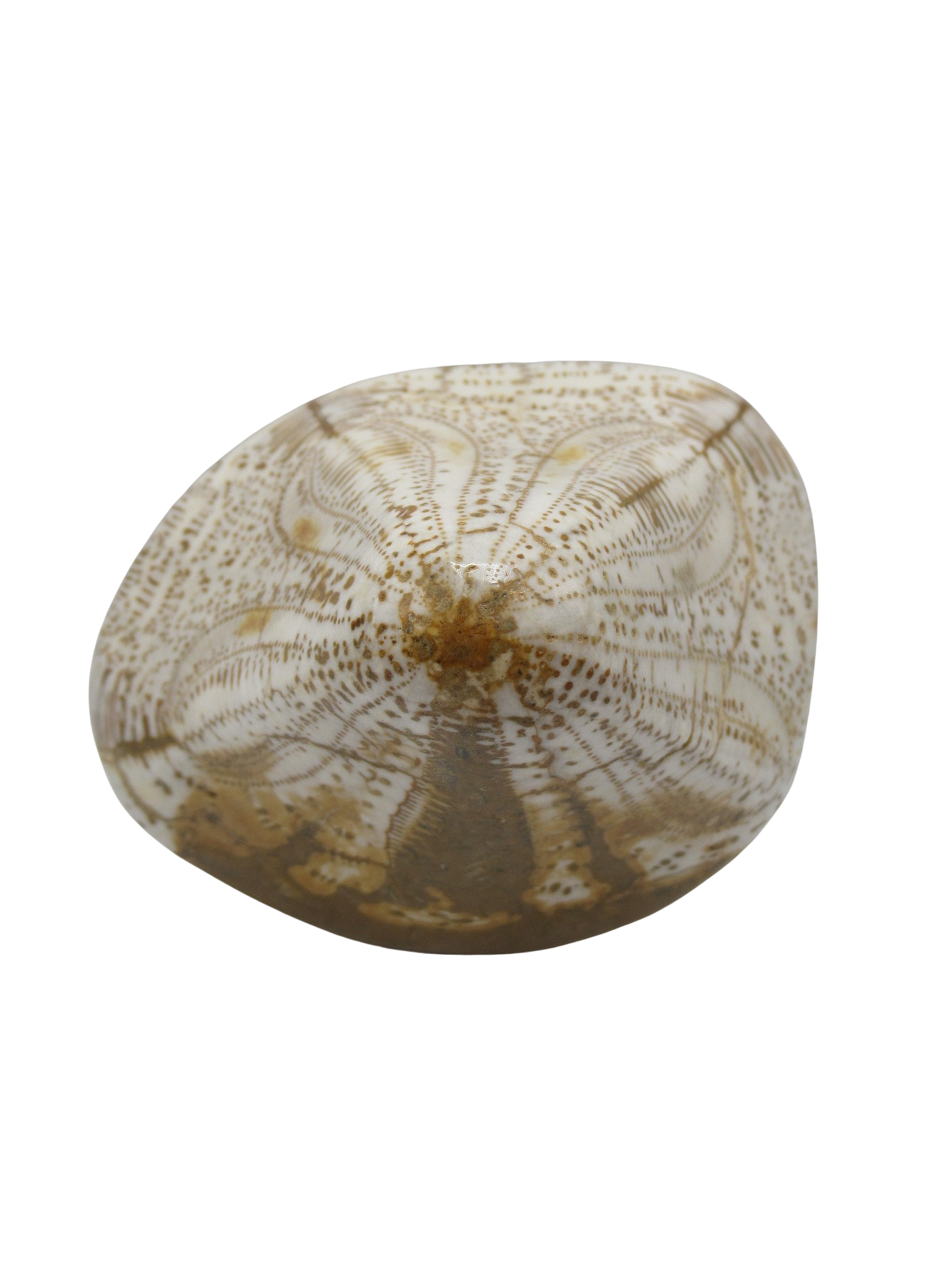 Miocene Age Clypeaster Echinoid from Morocco Fossil for Sale 15c | Fossils for Sale Genuine Miocene Age Clypeaster Echinoid Fossils for Sale from Morocco #15c