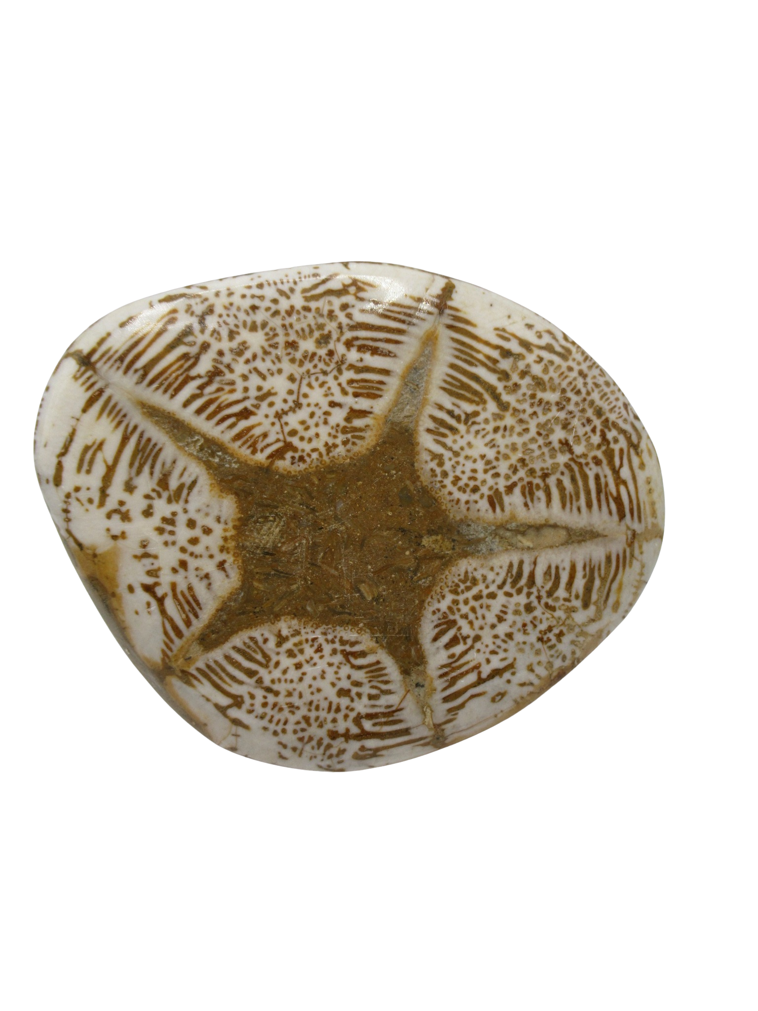 Miocene Age Clypeaster Echinoid from Morocco Fossil for Sale 15d | Fossils for Sale Genuine Miocene Age Clypeaster Echinoid Fossils for Sale from Morocco #15d