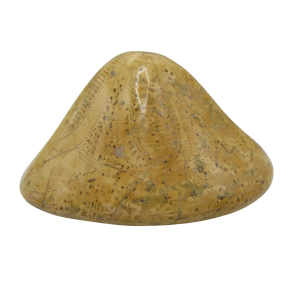 Miocene Age Clypeaster Echinoid from Morocco Fossil for Sale 16 | Fossils for Sale Genuine Miocene Age Clypeaster Echinoid Fossils for Sale from Morocco #16