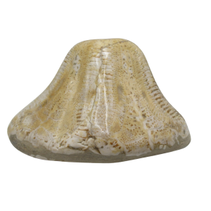 Miocene Age Clypeaster Echinoid from Morocco Fossil for Sale 17 | Fossils for Sale Genuine Miocene Age Clypeaster Echinoid Fossils for Sale from Morocco #17