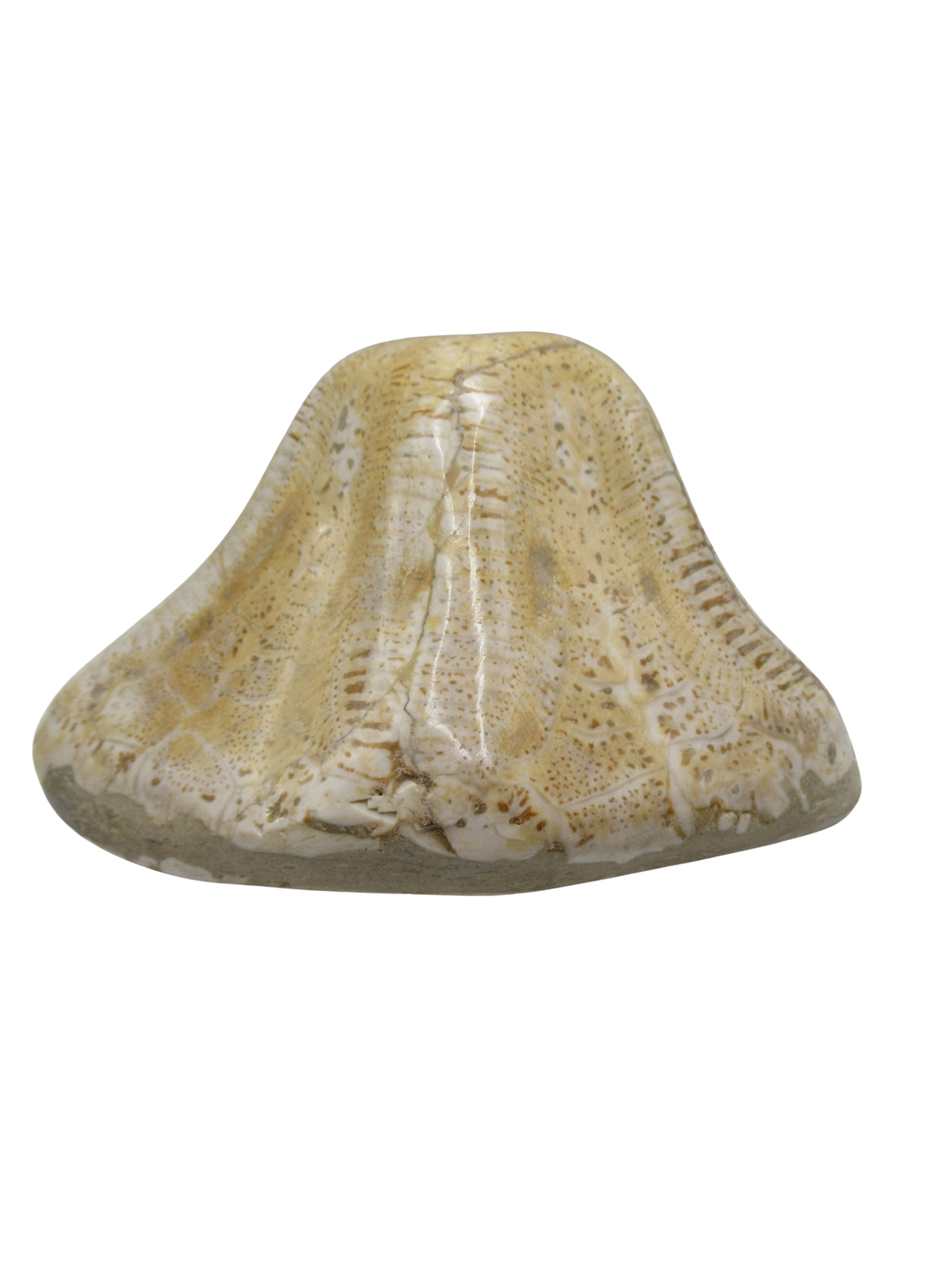 Miocene Age Clypeaster Echinoid from Morocco Fossil for Sale 17 | Fossils for Sale Genuine Miocene Age Clypeaster Echinoid Fossils for Sale from Morocco #17