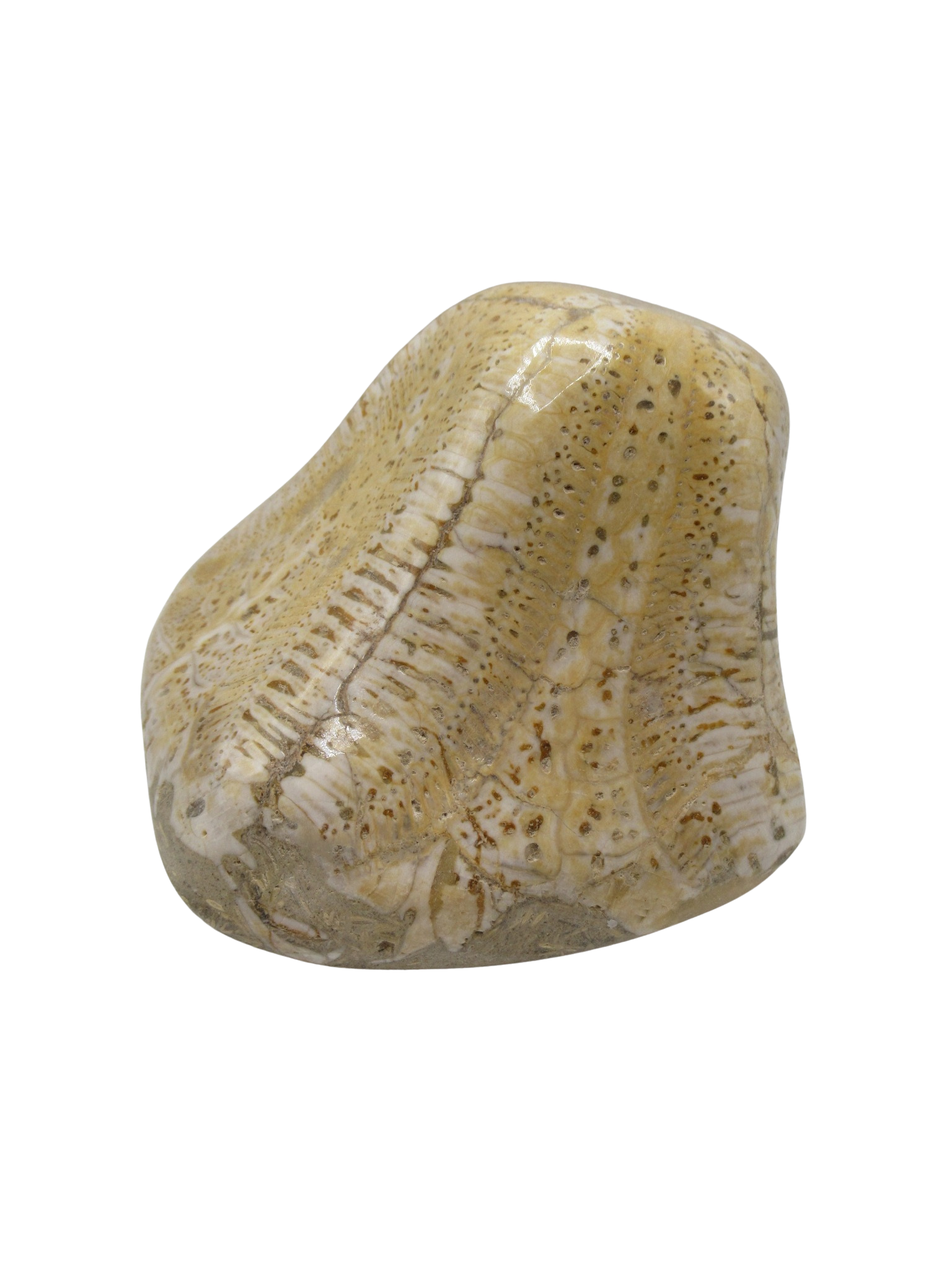 Miocene Age Clypeaster Echinoid from Morocco Fossil for Sale 17a | Fossils for Sale Genuine Miocene Age Clypeaster Echinoid Fossils for Sale from Morocco #17a