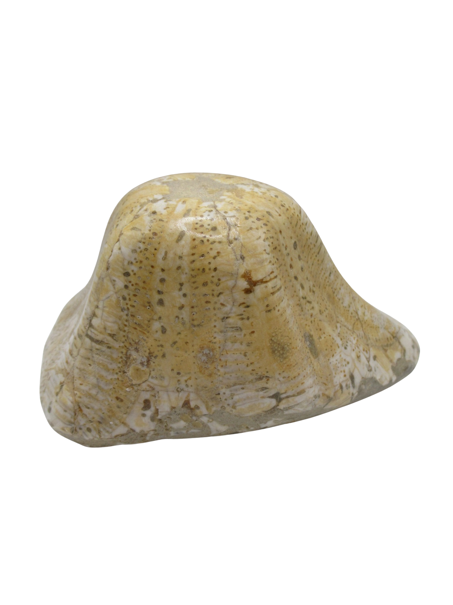 Miocene Age Clypeaster Echinoid from Morocco Fossil for Sale 17b | Fossils for Sale Genuine Miocene Age Clypeaster Echinoid Fossils for Sale from Morocco #17b