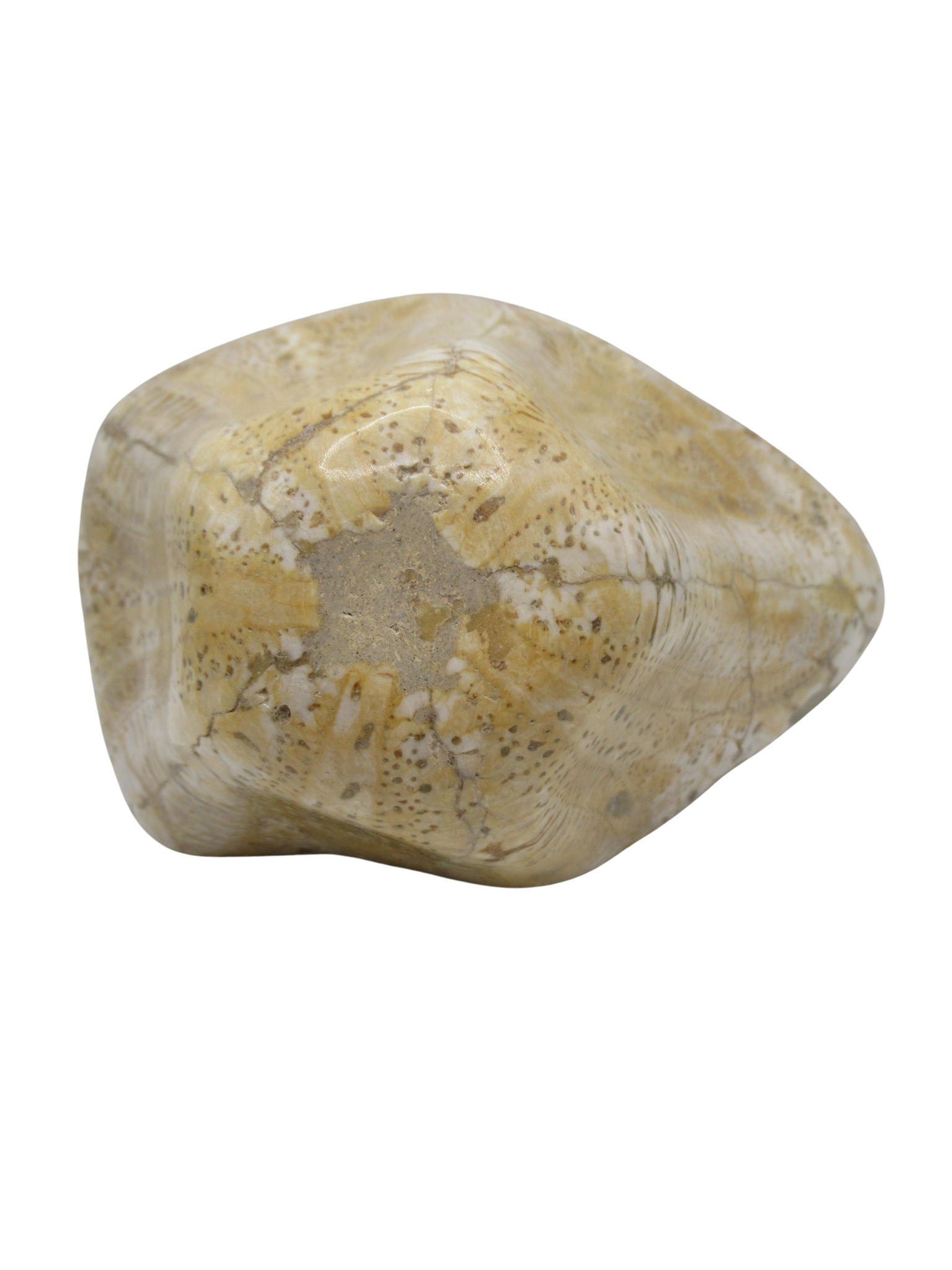 Miocene Age Clypeaster Echinoid from Morocco Fossil for Sale 17c | Fossils for Sale Genuine Miocene Age Clypeaster Echinoid Fossils for Sale from Morocco #17c