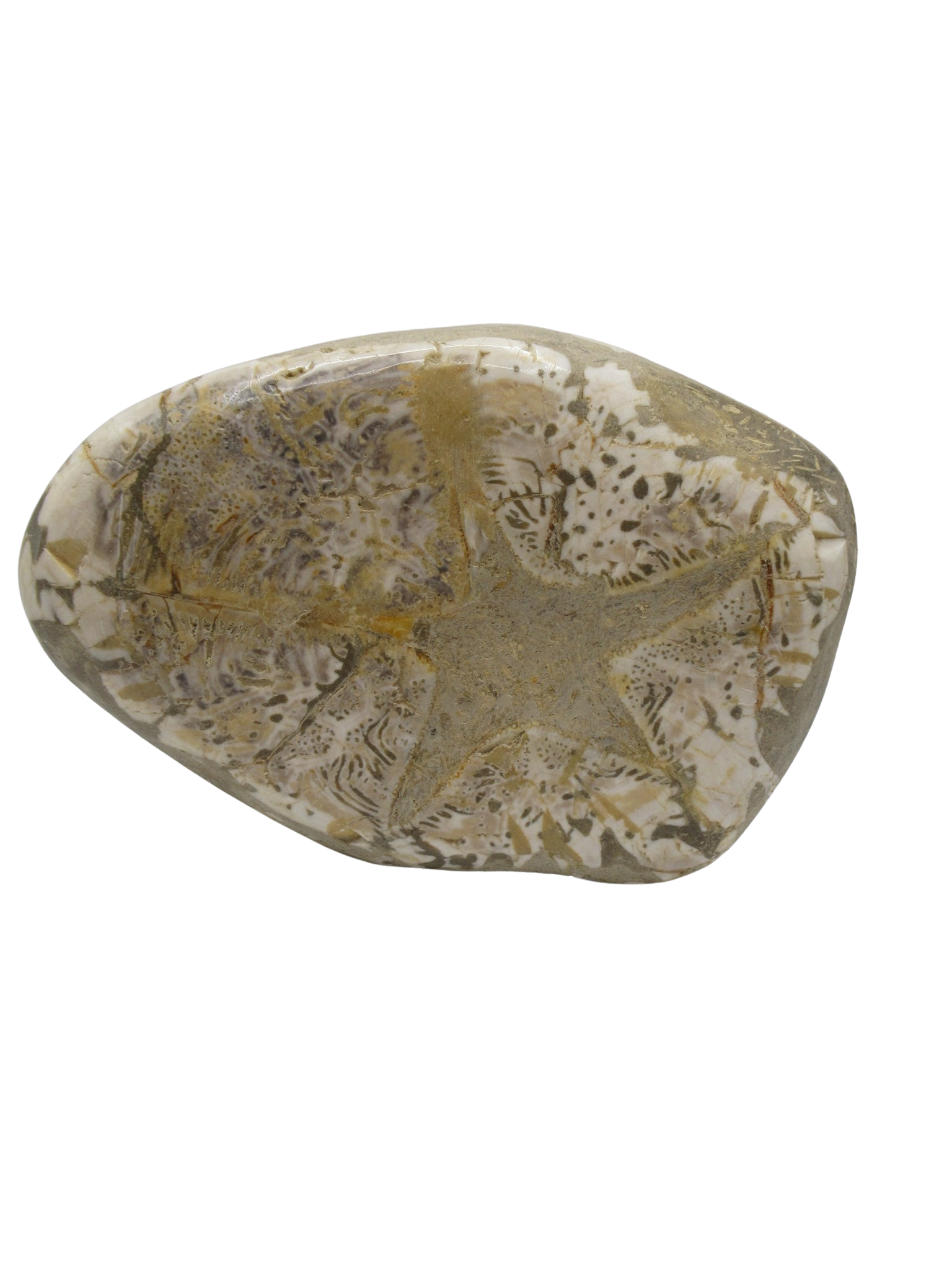 Miocene Age Clypeaster Echinoid from Morocco Fossil for Sale 17d | Fossils for Sale Genuine Miocene Age Clypeaster Echinoid Fossils for Sale from Morocco #17d