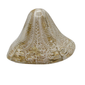 Miocene Age Clypeaster Echinoid from Morocco Fossil for Sale 18 | Fossils for Sale Genuine Miocene Age Clypeaster Echinoid Fossils for Sale from Morocco #18