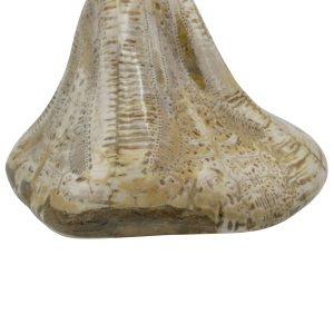 Miocene Age Clypeaster Echinoid from Morocco Fossil for Sale 2 | Fossils for Sale Genuine Miocene Age Clypeaster Echinoid Fossils for Sale from Morocco #2