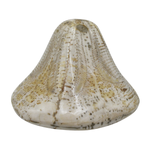 Miocene Age Clypeaster Echinoid from Morocco Fossil for Sale 20 | Fossils for Sale Genuine Miocene Age Clypeaster Echinoid Fossils for Sale from Morocco #20