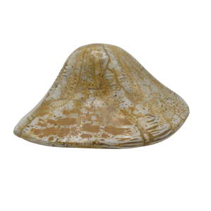 Miocene Age Clypeaster Echinoid from Morocco Fossil for Sale 4 | Fossils for Sale Genuine Miocene Age Clypeaster Echinoid Fossils for Sale from Morocco #4