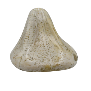 Miocene Age Clypeaster Echinoid from Morocco Fossil for Sale 5 | Fossils for Sale Genuine Miocene Age Clypeaster Echinoid Fossils for Sale from Morocco #5