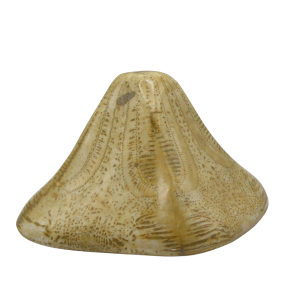 Miocene Age Clypeaster Echinoid from Morocco Fossil for Sale 6 | Fossils for Sale Genuine Miocene Age Clypeaster Echinoid Fossils for Sale from Morocco #6