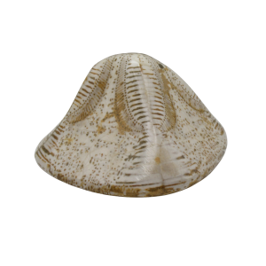 Miocene Age Clypeaster Echinoid from Morocco Fossil for Sale 7 | Fossils for Sale Genuine Miocene Age Clypeaster Echinoid Fossils for Sale from Morocco #7